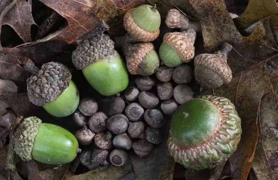 Jimat bertuah - acorn
